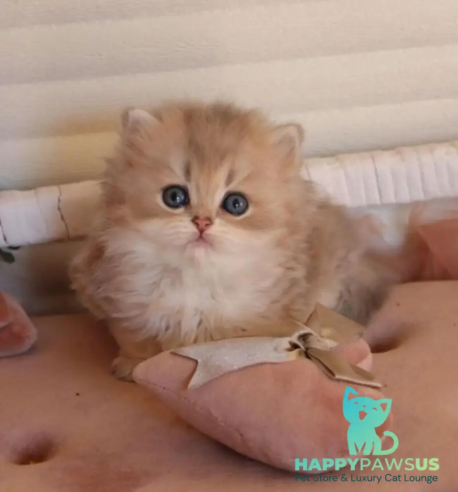 Marchello British Longhair male blue golden shaded - live animals