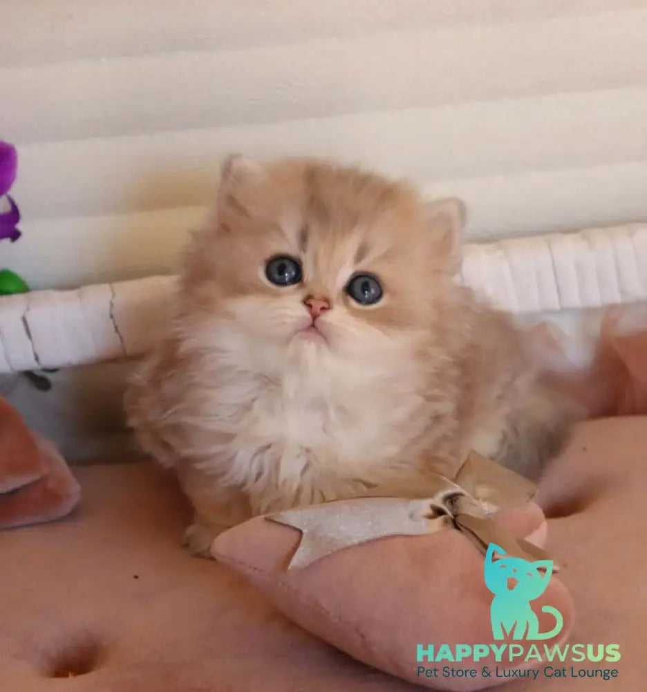 Marchello British Longhair male blue golden shaded - live animals