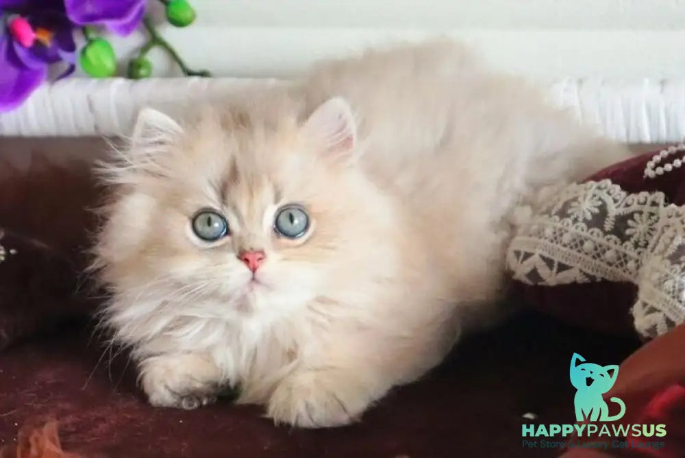 Marchello British Longhair male blue golden shaded - live animals