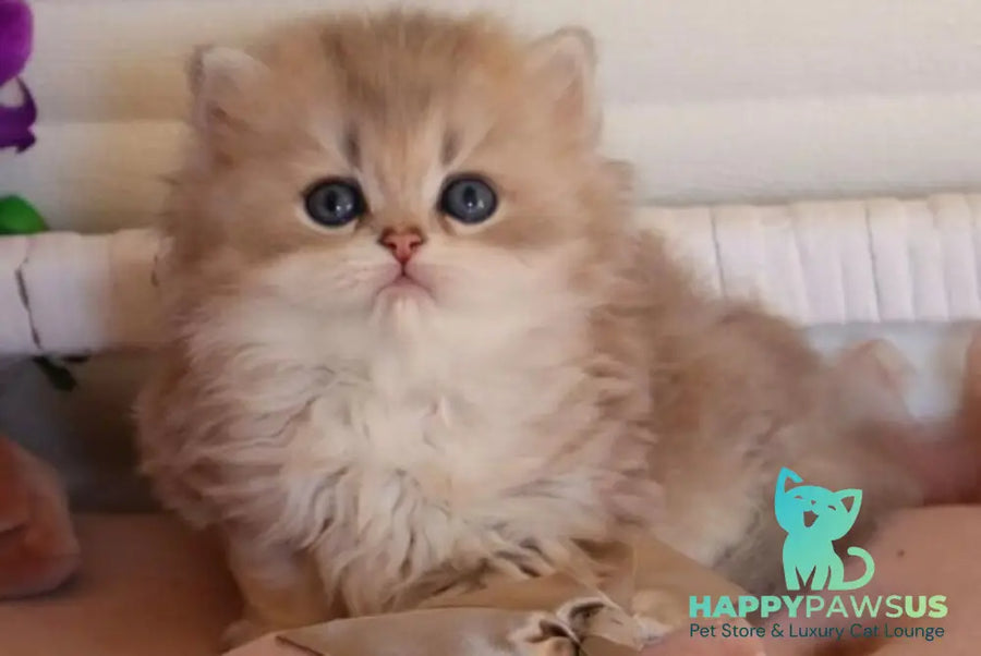 Marchello British Longhair male blue golden shaded - live animals