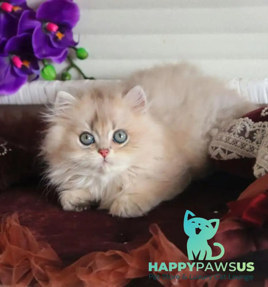 Marchello British Longhair male blue golden shaded - live animals