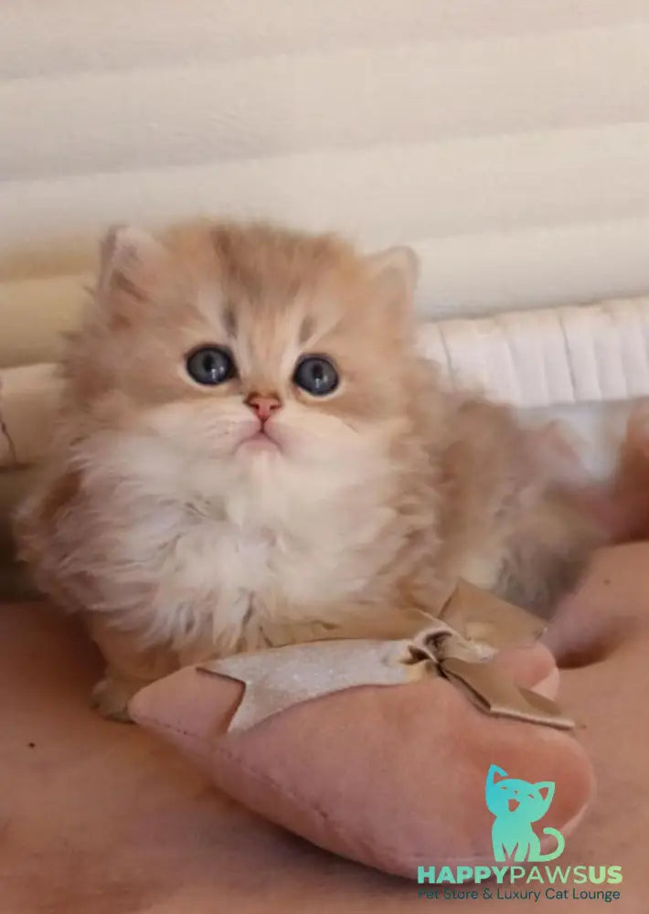 Marchello British Longhair male blue golden shaded - live animals