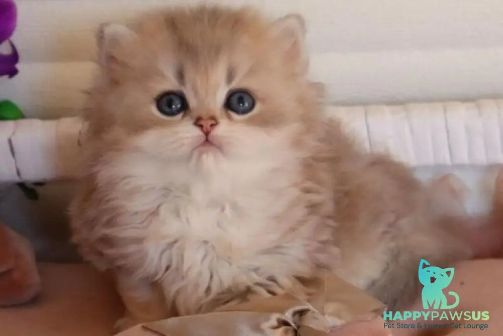 Marchello British Longhair male blue golden shaded - live animals