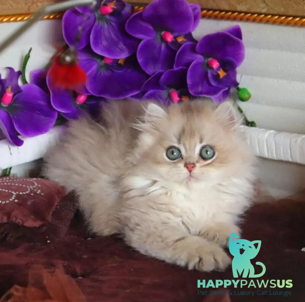Marchello British Longhair male blue golden shaded - live animals