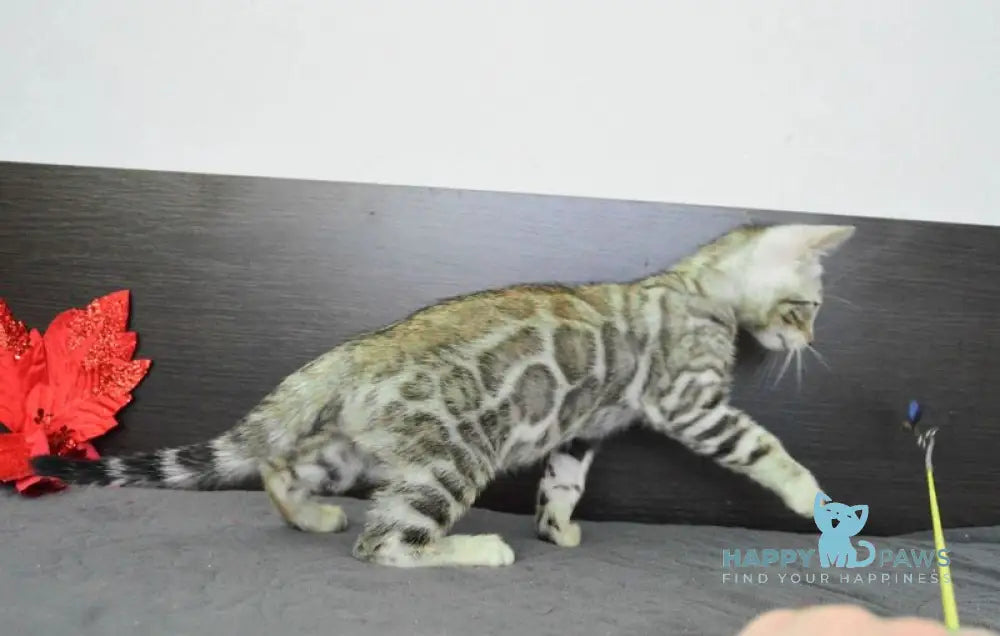 Marcus Bengal male black silver spotted tabby live animals