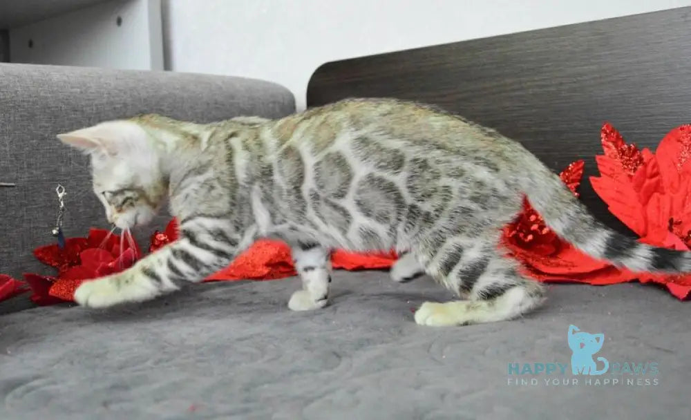 Marcus Bengal male black silver spotted tabby live animals