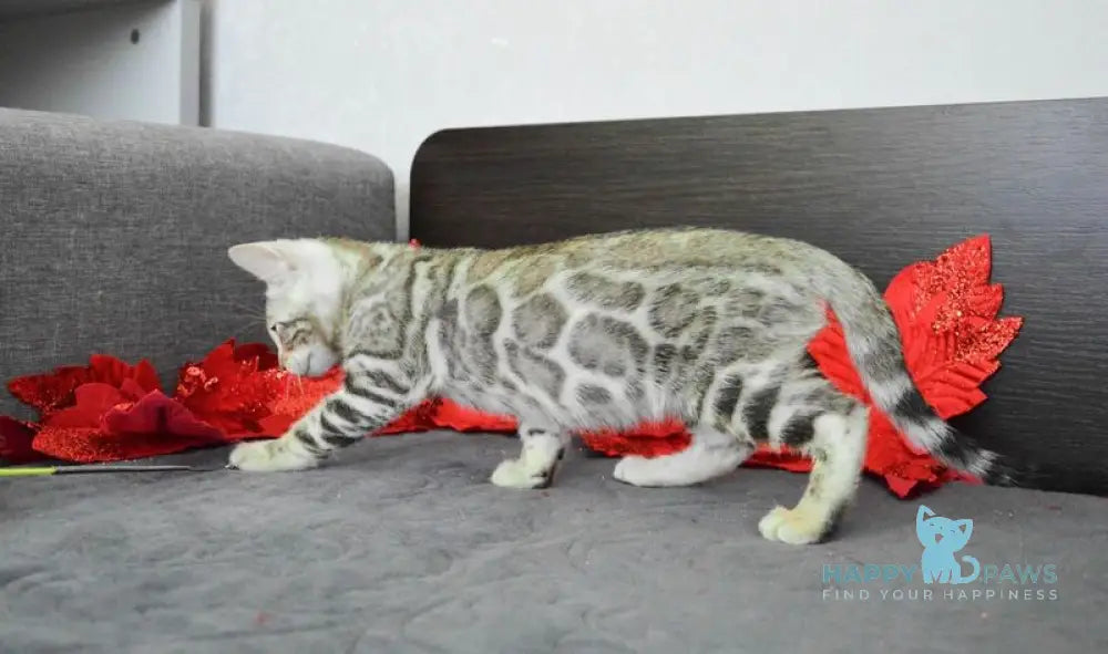 Marcus Bengal male black silver spotted tabby live animals