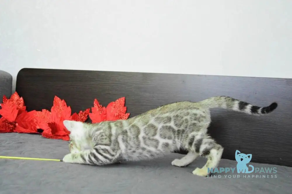 Marcus Bengal male black silver spotted tabby live animals