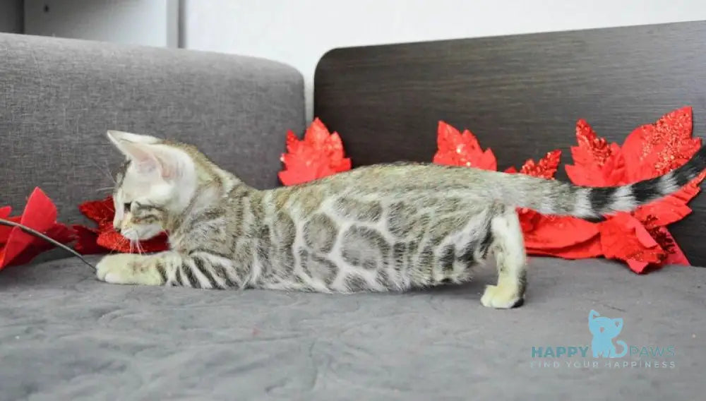 Marcus Bengal male black silver spotted tabby live animals