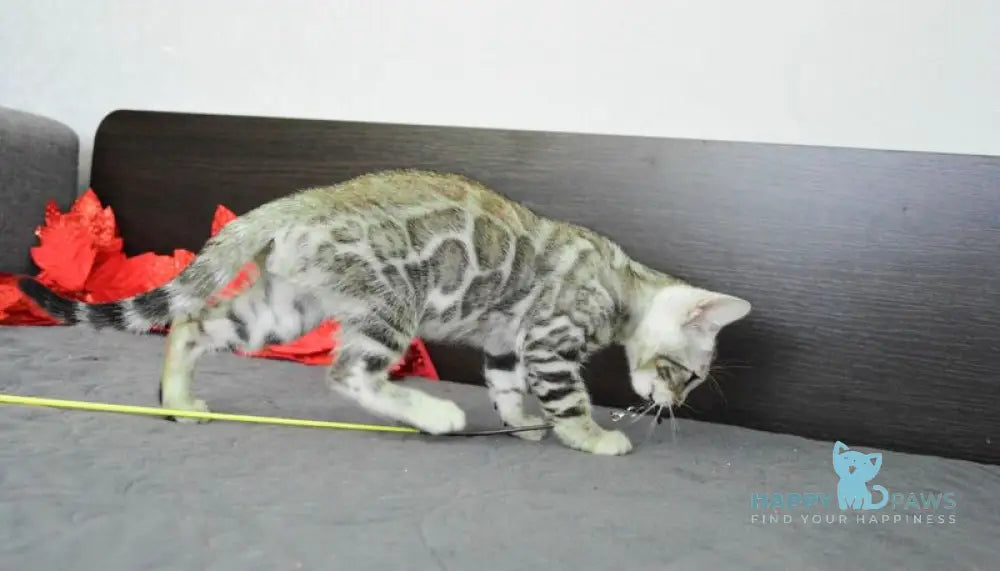 Marcus Bengal male black silver spotted tabby live animals