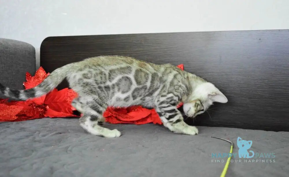 Marcus Bengal male black silver spotted tabby live animals