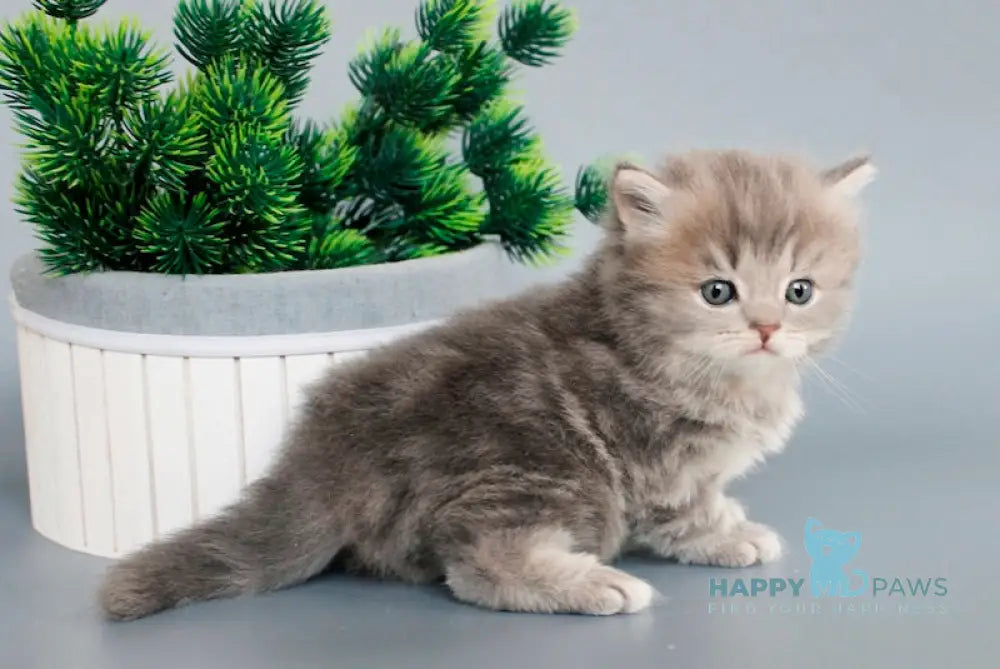 Blues British Longhair male blue tabby live animals