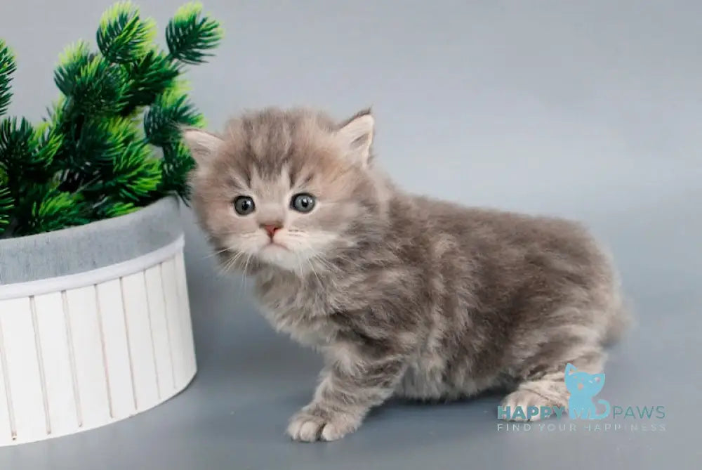 Blues British Longhair male blue tabby live animals