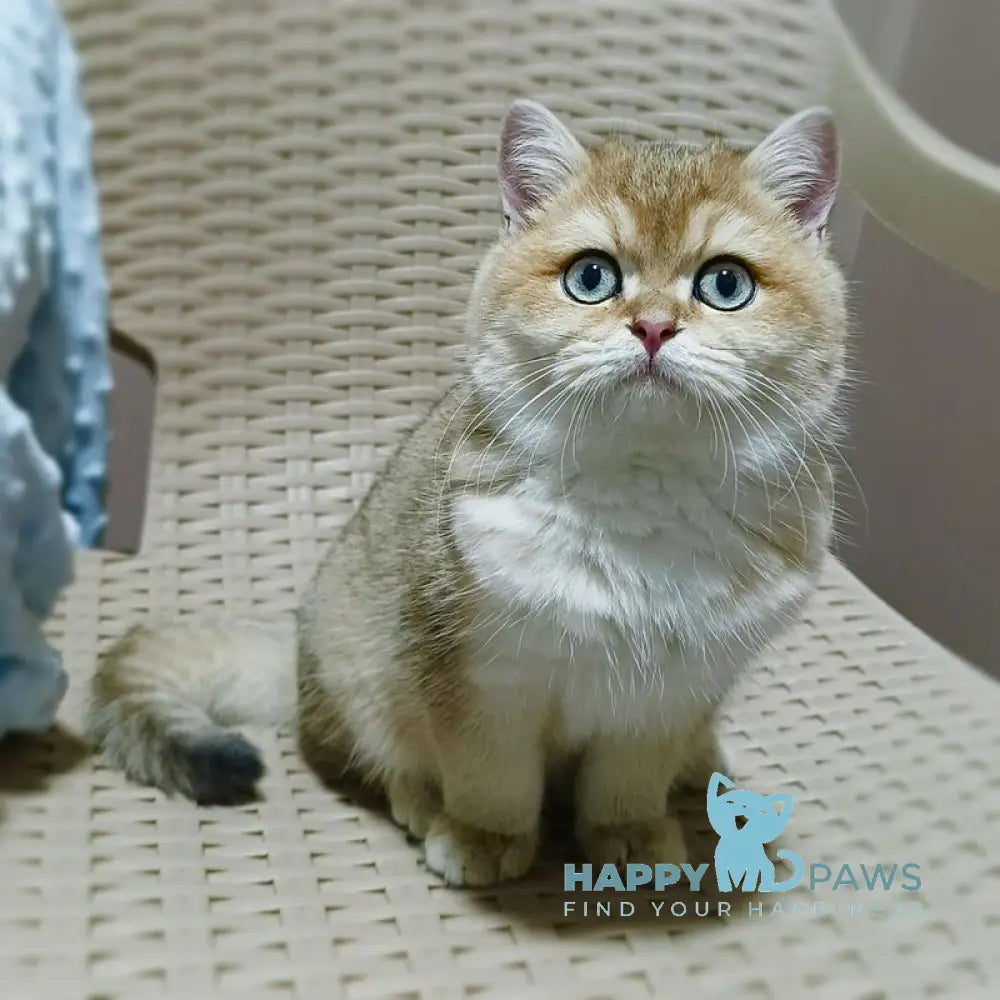 Marcus British Shorthair male black golden ticked tabby live animals