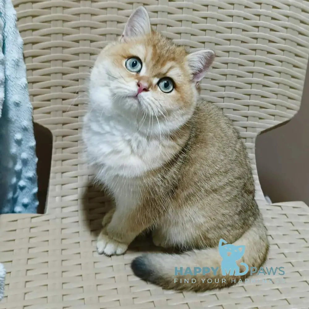 Marcus British Shorthair male black golden ticked tabby live animals