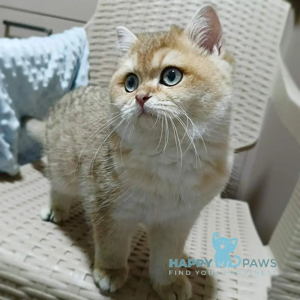 Marcus British Shorthair male black golden ticked tabby live animals