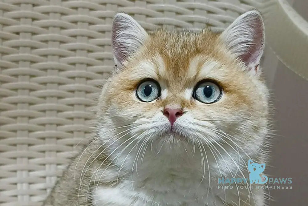 Marcus British Shorthair male black golden ticked tabby live animals