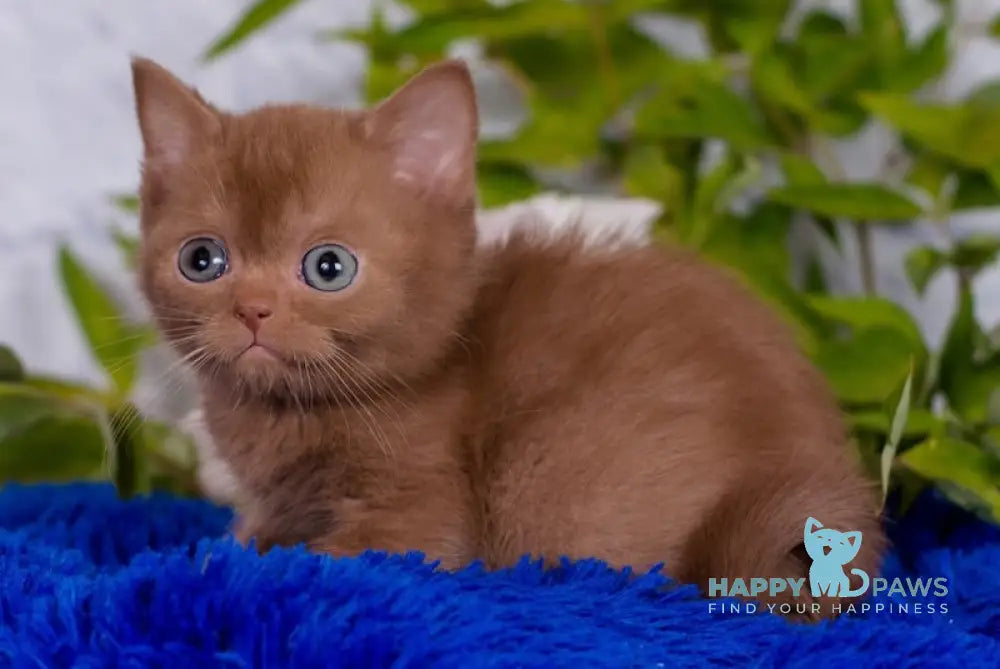 Marcus British Shorthair male cinnamon live animals