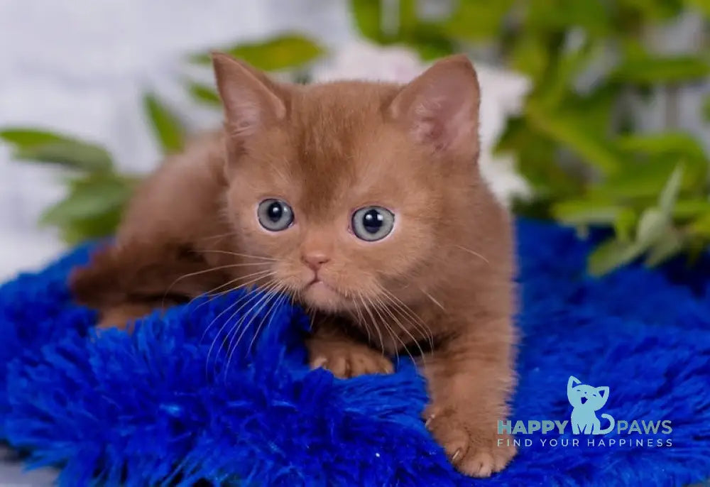 Marcus British Shorthair male cinnamon live animals