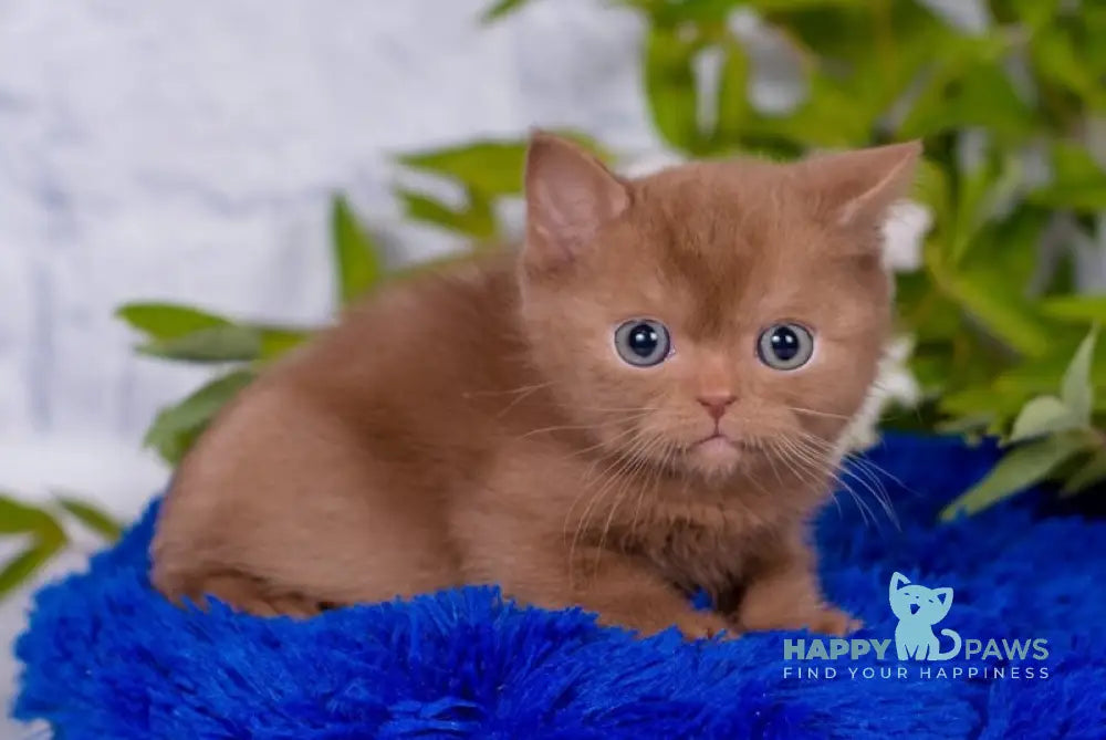 Marcus British Shorthair male cinnamon live animals
