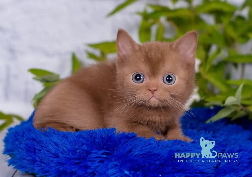 Marcus British Shorthair male cinnamon live animals