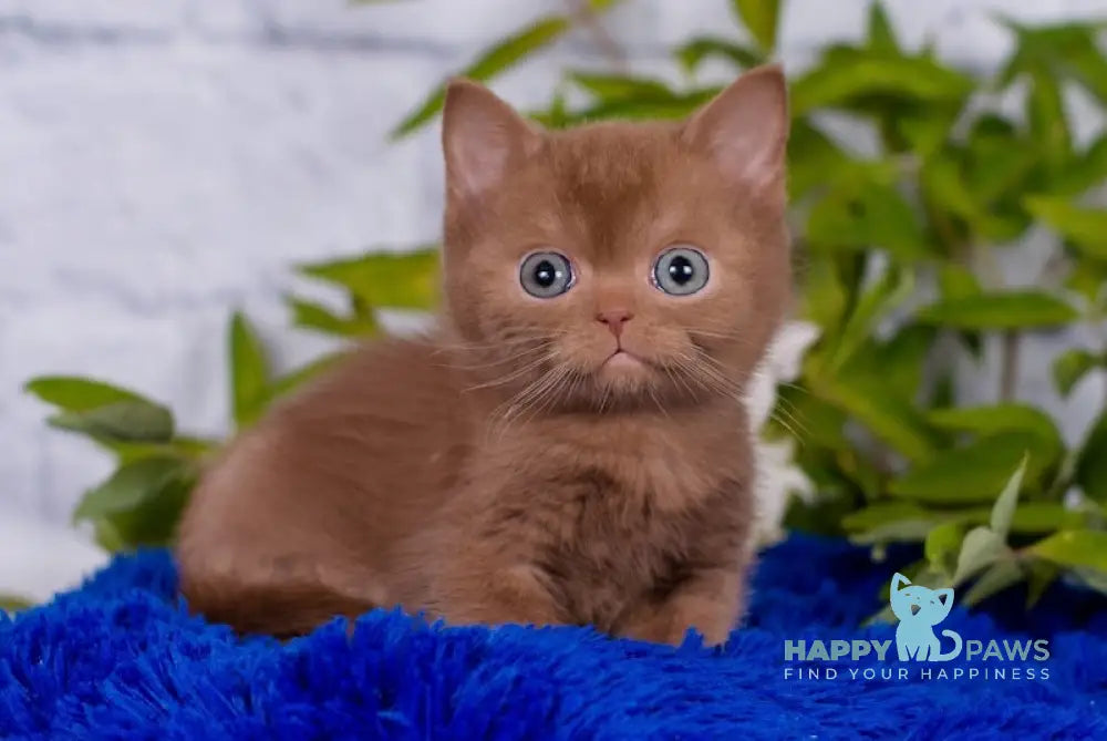 Marcus British Shorthair male cinnamon live animals