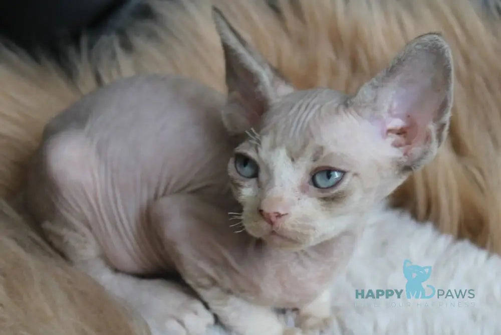 Marcus Devon Rex male chocolate bicolour tabby - live animals
