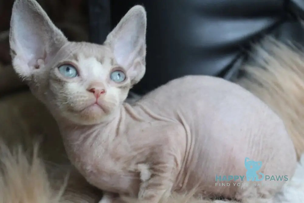 Marcus Devon Rex male chocolate bicolour tabby - live animals