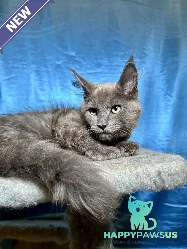Marcus Maine Coon male blue - live animals