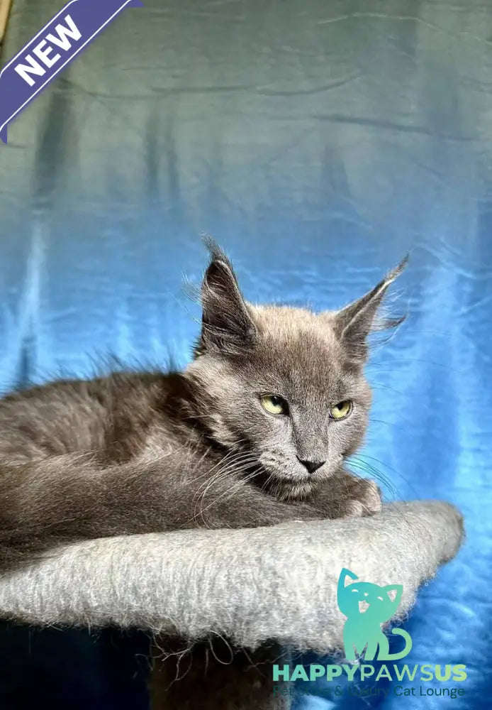 Marcus Maine Coon male blue - live animals