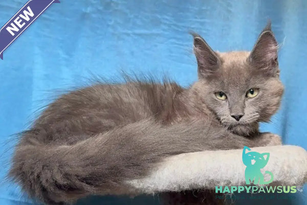 Marcus Maine Coon male blue - live animals