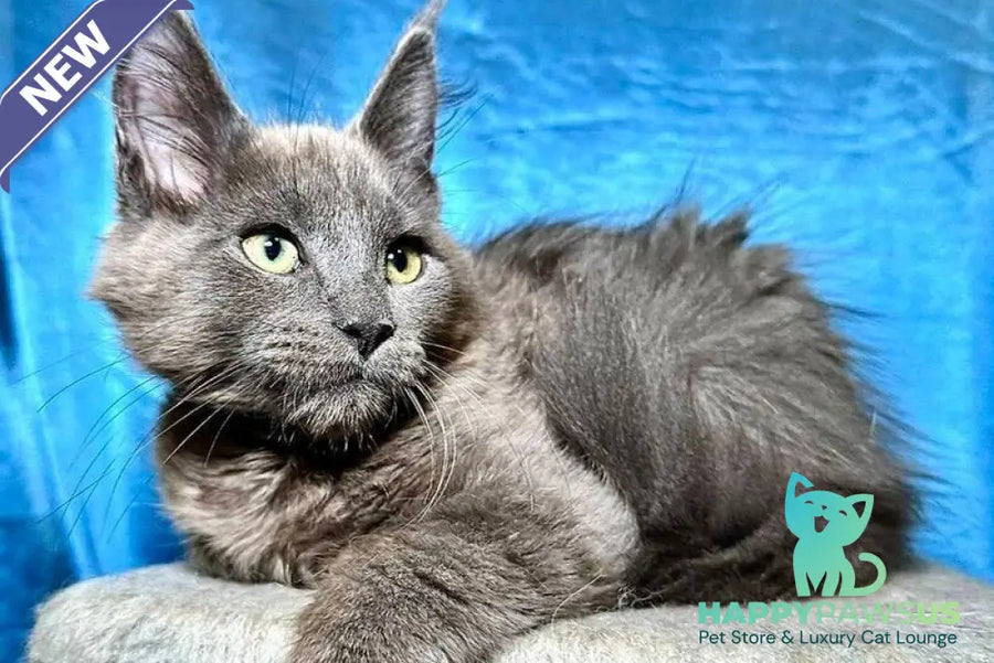 Marcus Maine Coon male blue - live animals