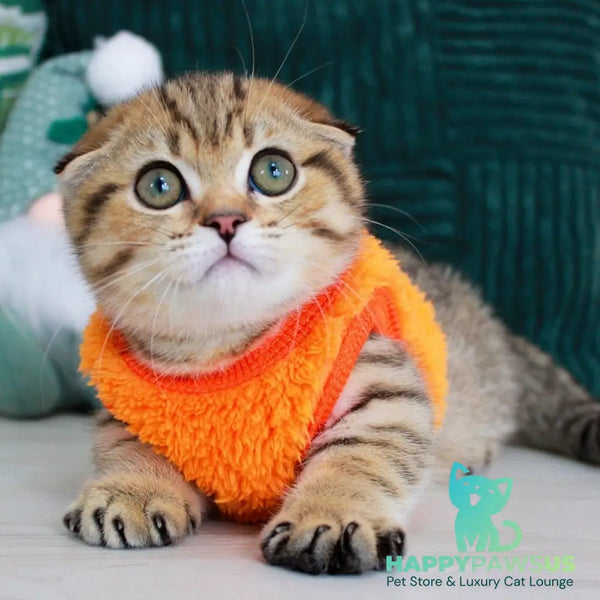 Marcus Munchkin male chocolate golden spotted tabby - live animals