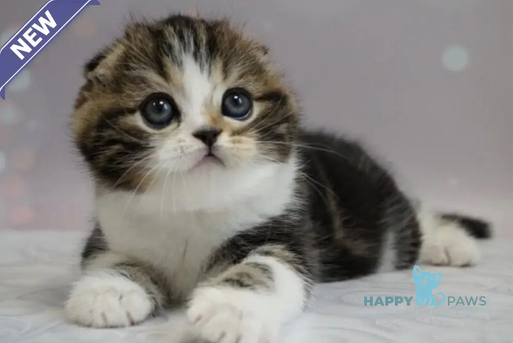 Marcus Scottish Fold male black tabby bicolour live animals