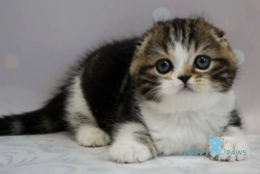 Marcus Scottish Fold male black tabby bicolour live animals