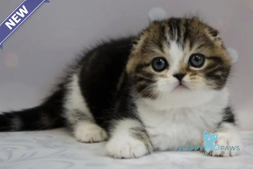 Marcus Scottish Fold male black tabby bicolour live animals