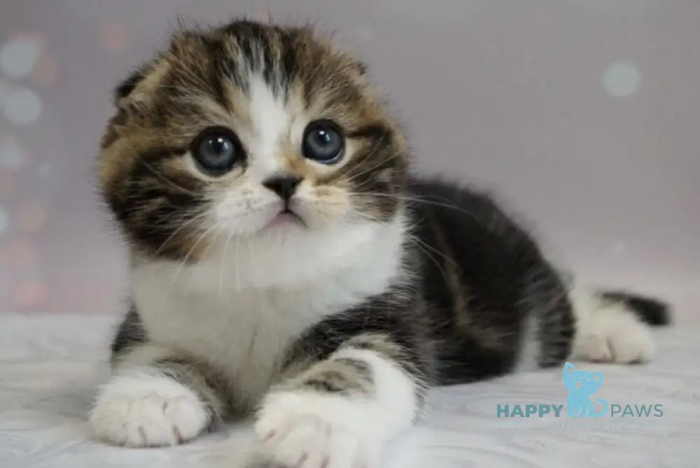 Marcus Scottish Fold male black tabby bicolour live animals