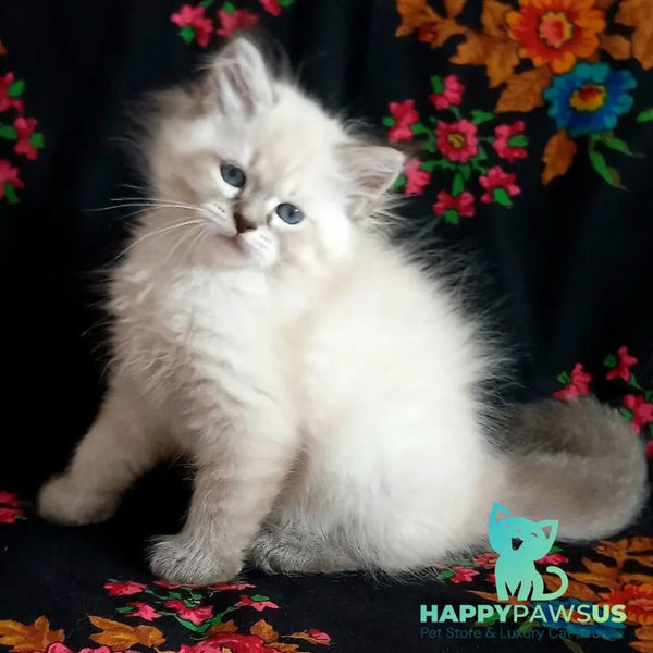 Marcus Siberian male black tabby pointed - live animals