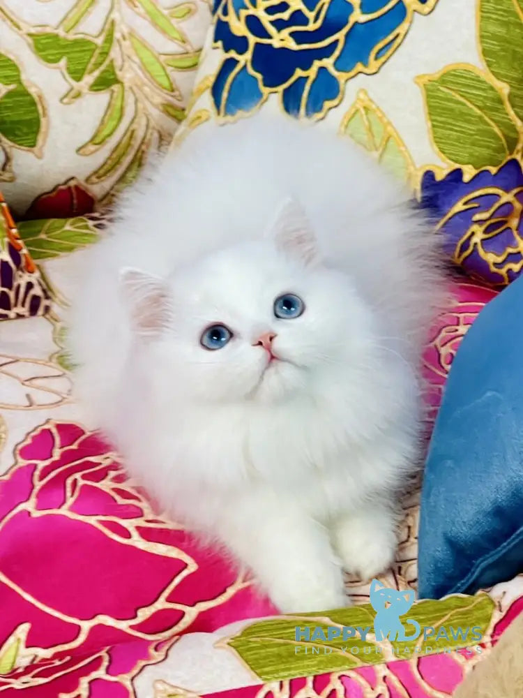 Marcy Scottish Straight male white live animals