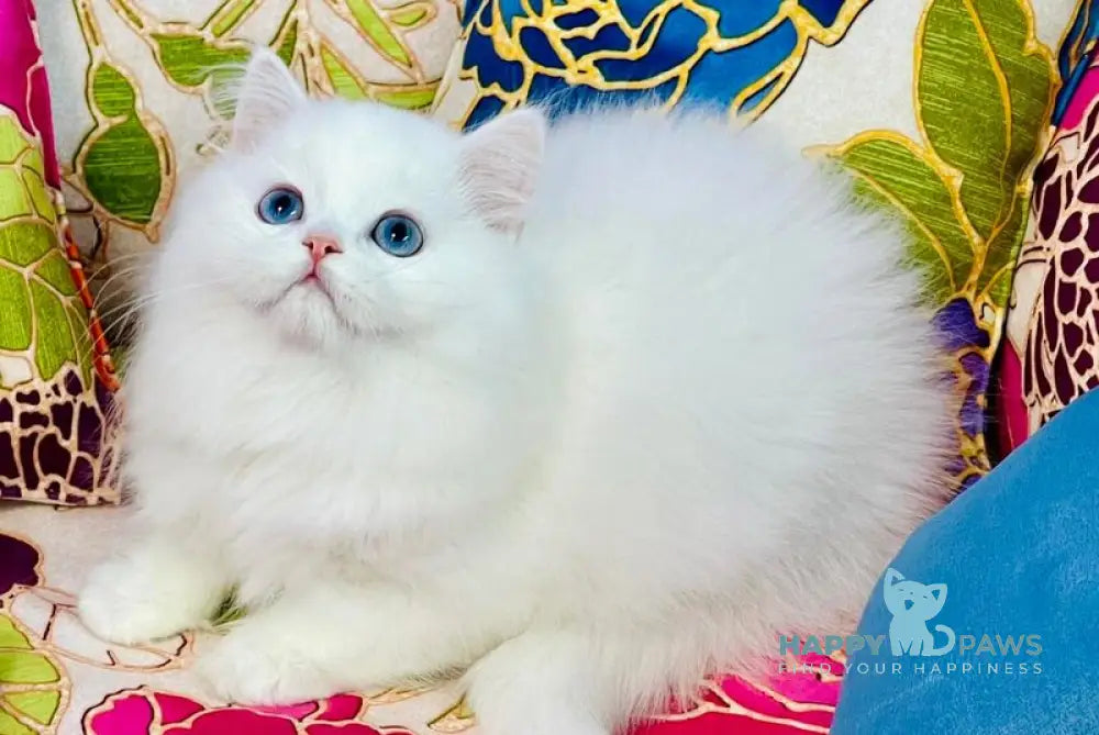 Marcy Scottish Straight male white live animals