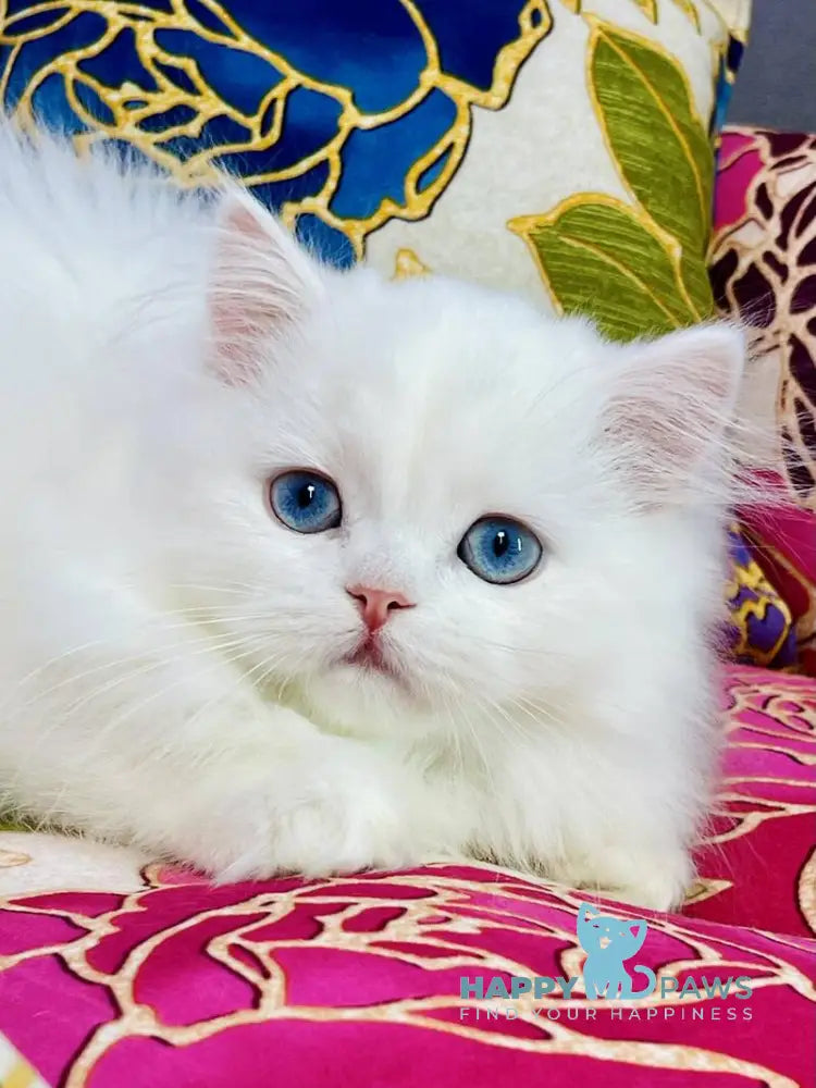 Marcy Scottish Straight male white live animals