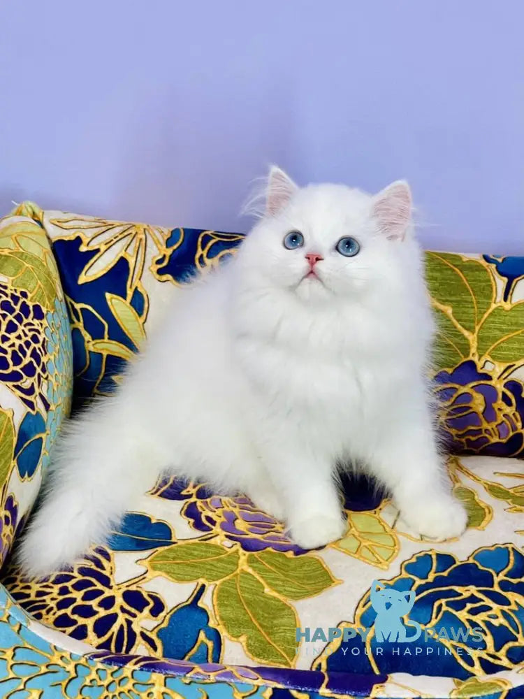 Marcy Scottish Straight male white live animals