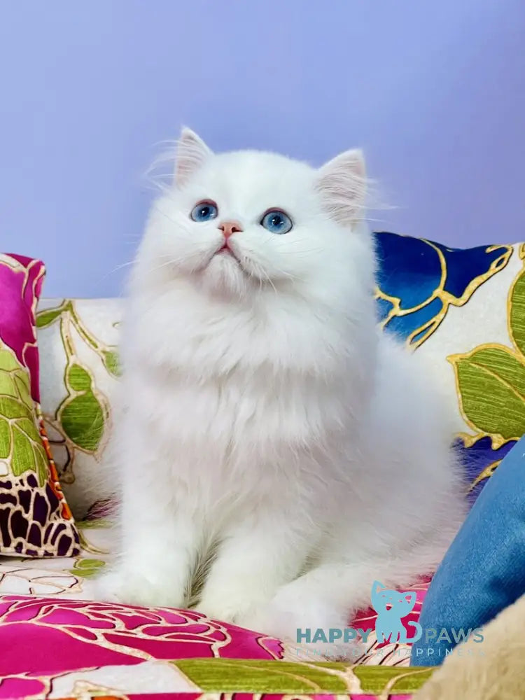 Marcy Scottish Straight male white live animals