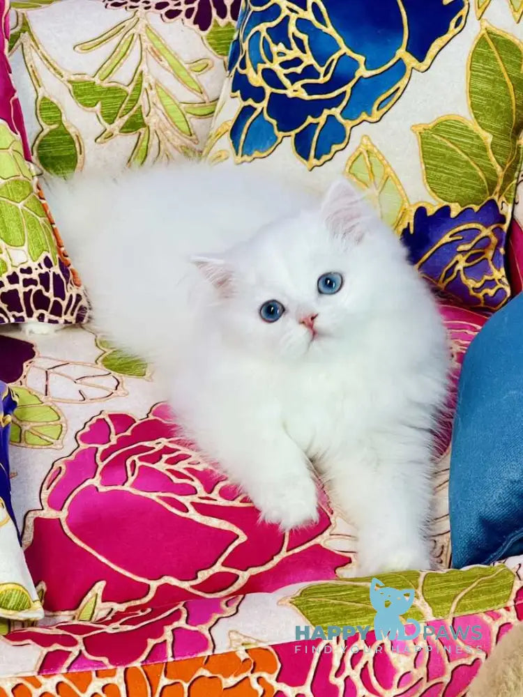 Marcy Scottish Straight male white live animals