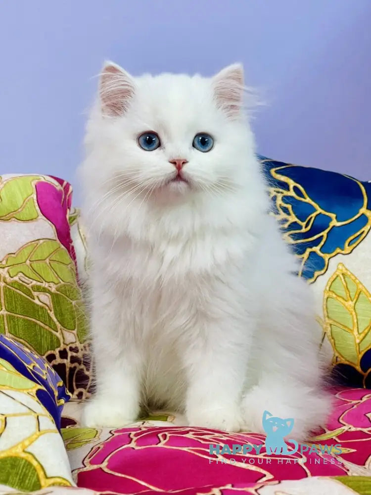 Marcy Scottish Straight male white live animals