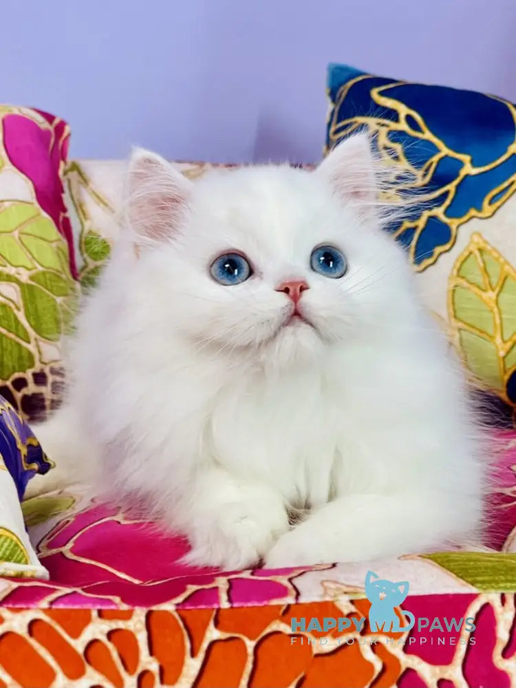 Marcy Scottish Straight male white live animals