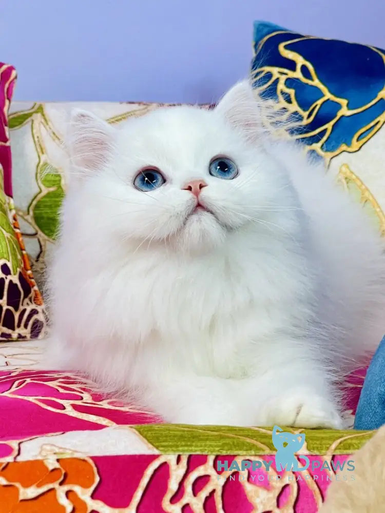 Marcy Scottish Straight male white live animals