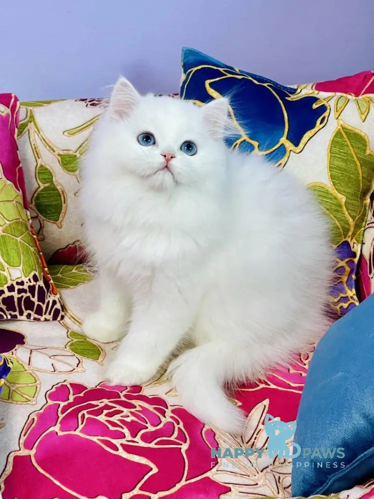 Marcy Scottish Straight male white live animals