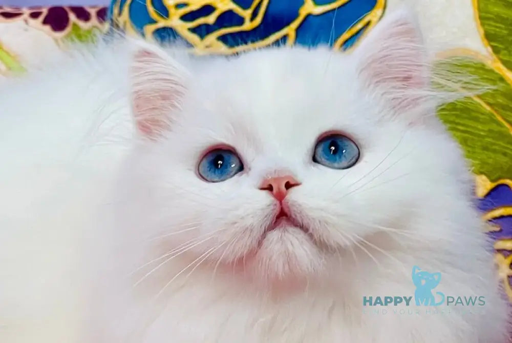 Marcy Scottish Straight male white live animals