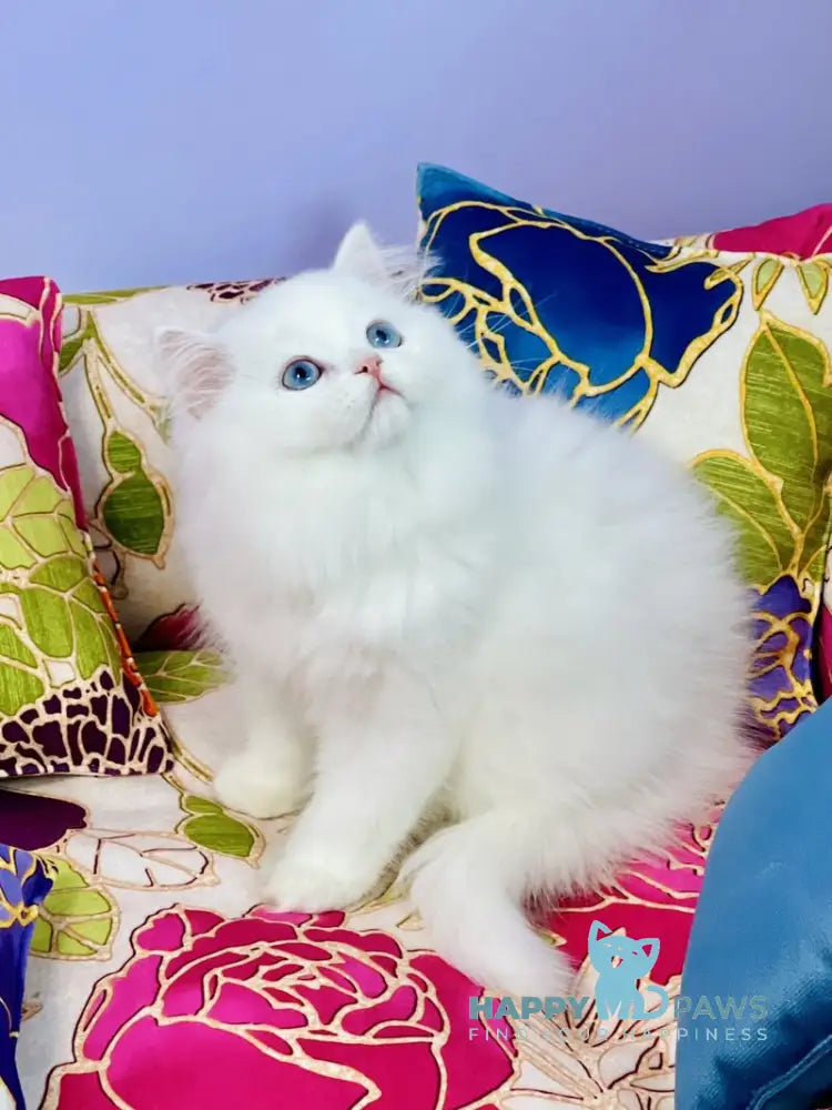 Marcy Scottish Straight male white live animals